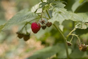 313-0415 Raspberries